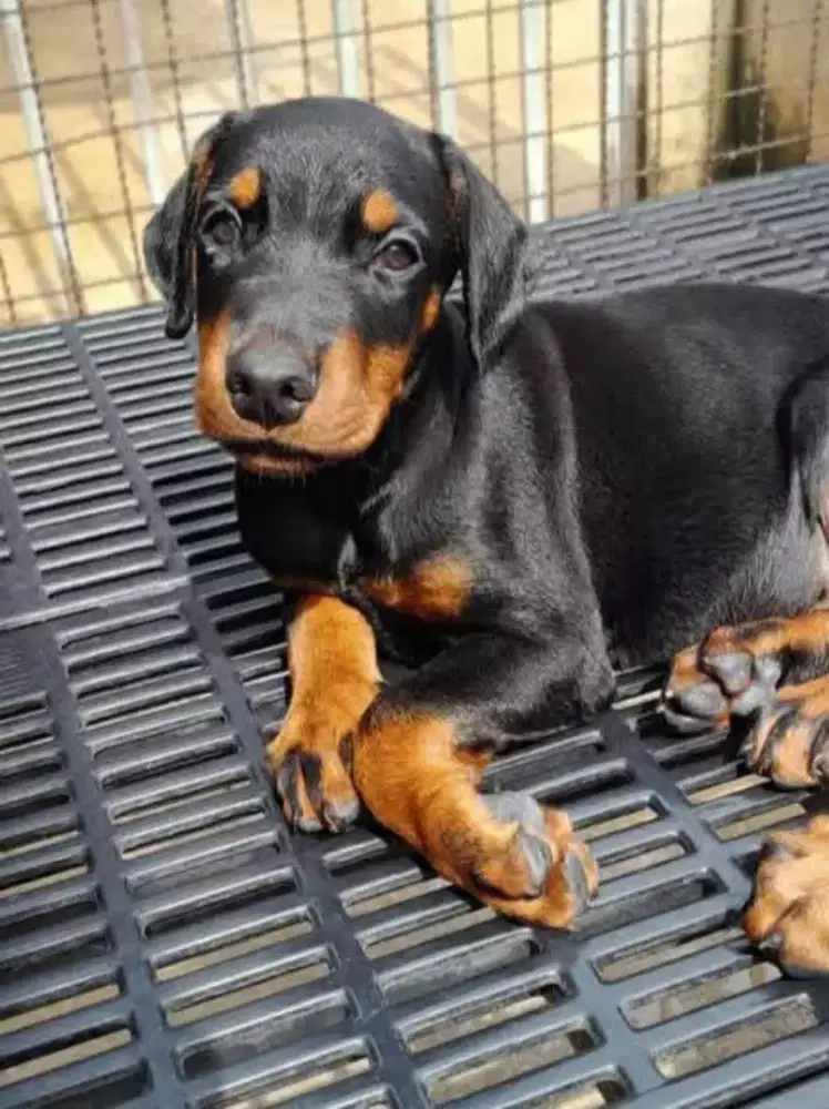DIJUAL ANJING PUPPY DOBERMAN