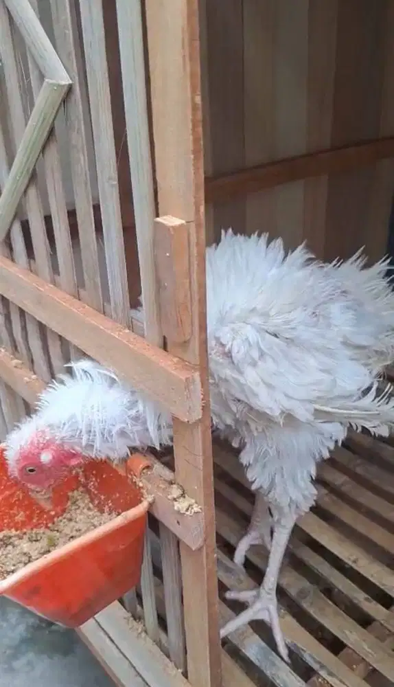 Ayam Putih Walik (Pitik Walik)