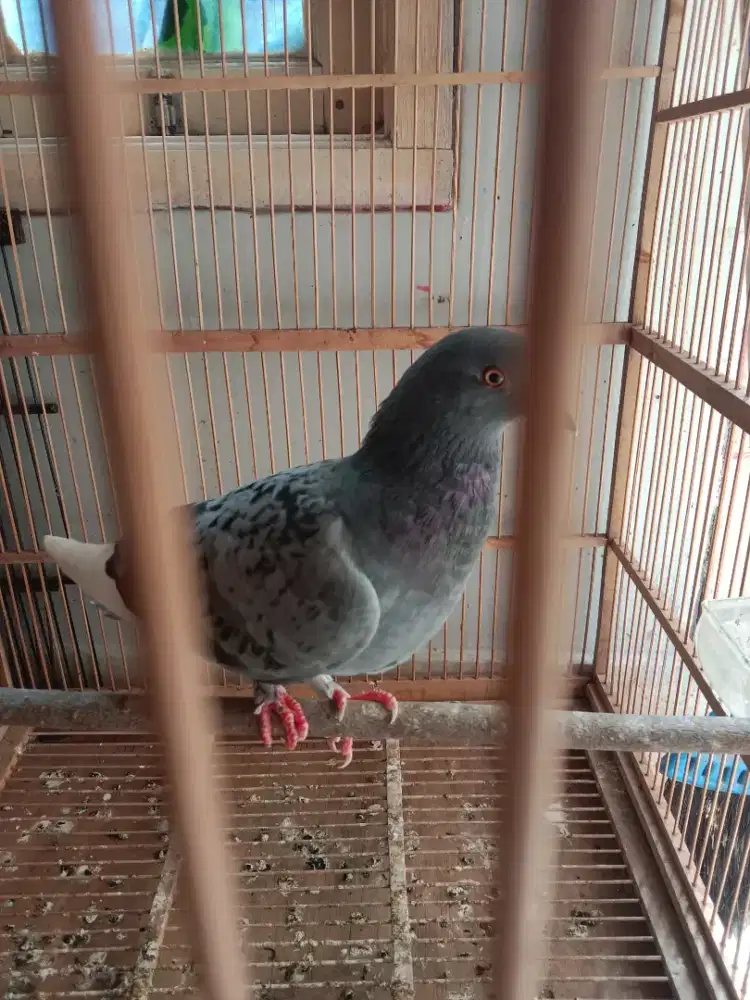 Merpati muda cewean