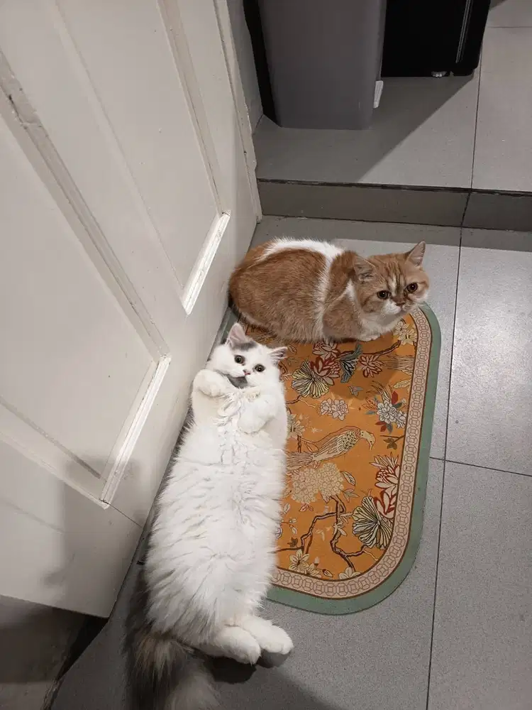 Kucing Betina Putih 10 Bulan (NEGO) Sudah steril