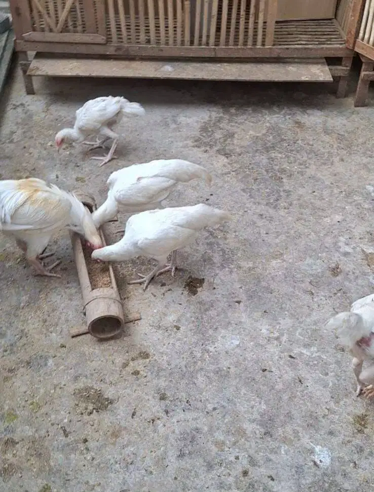 Ayam Putih Babon Mulus