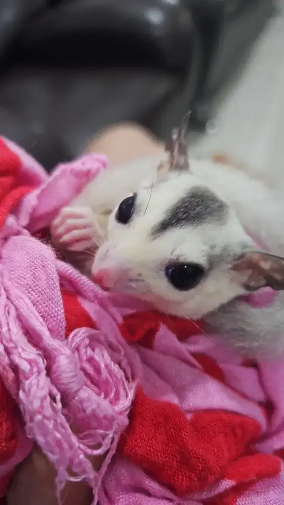 SUGAR GLIDER MOZAIK BETINA