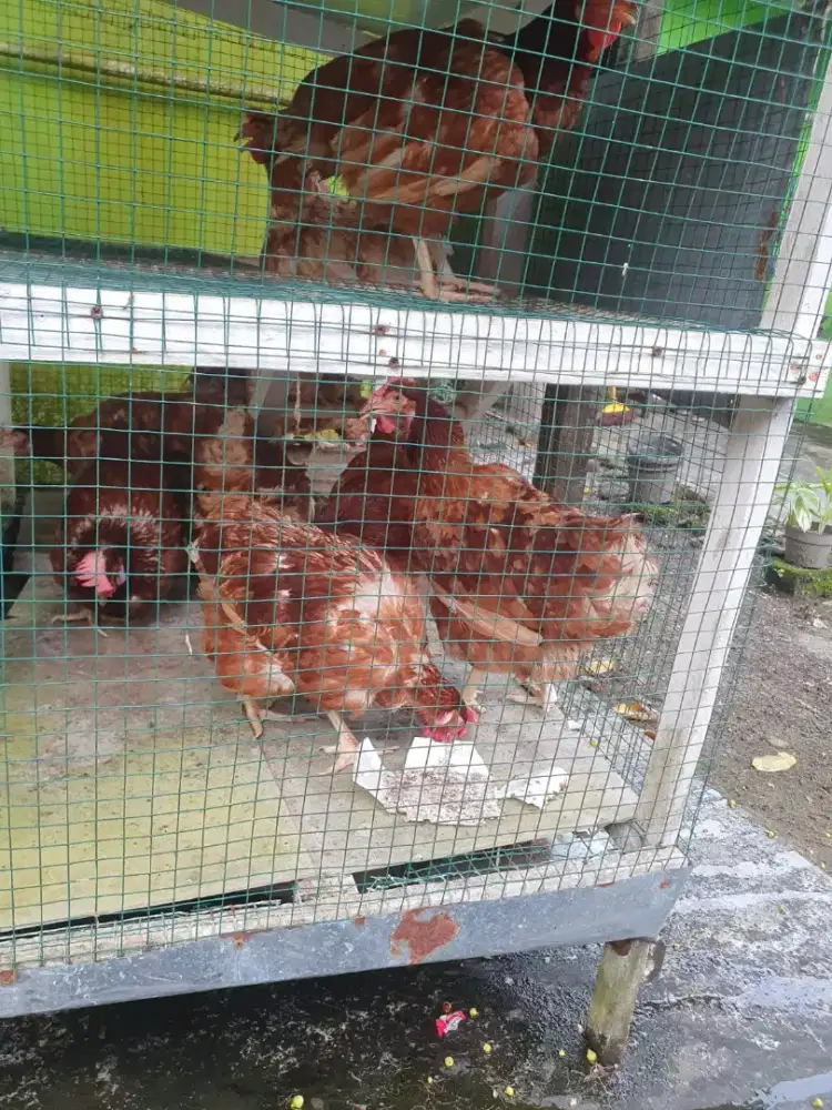 daging Ayam merah petelur