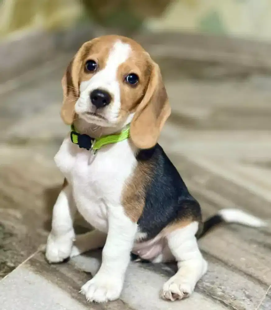 DIJUAL ANJING PUPPY BEAGLE