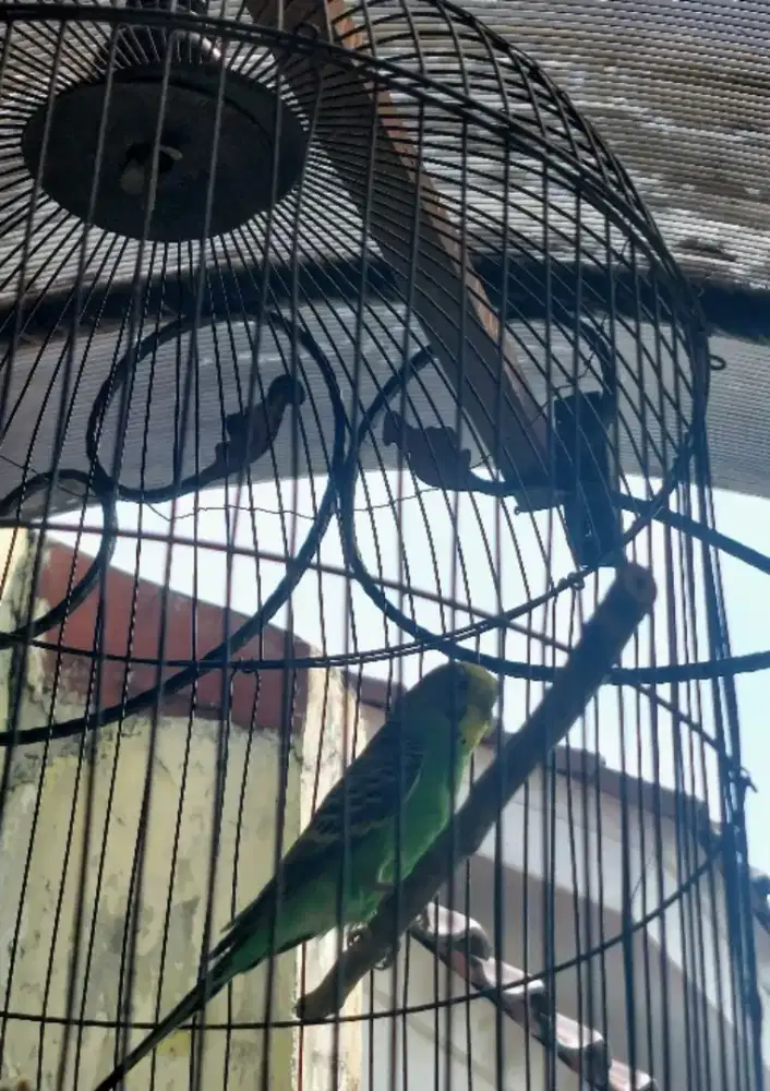 Burung Parkit sepasang sudah bunyi