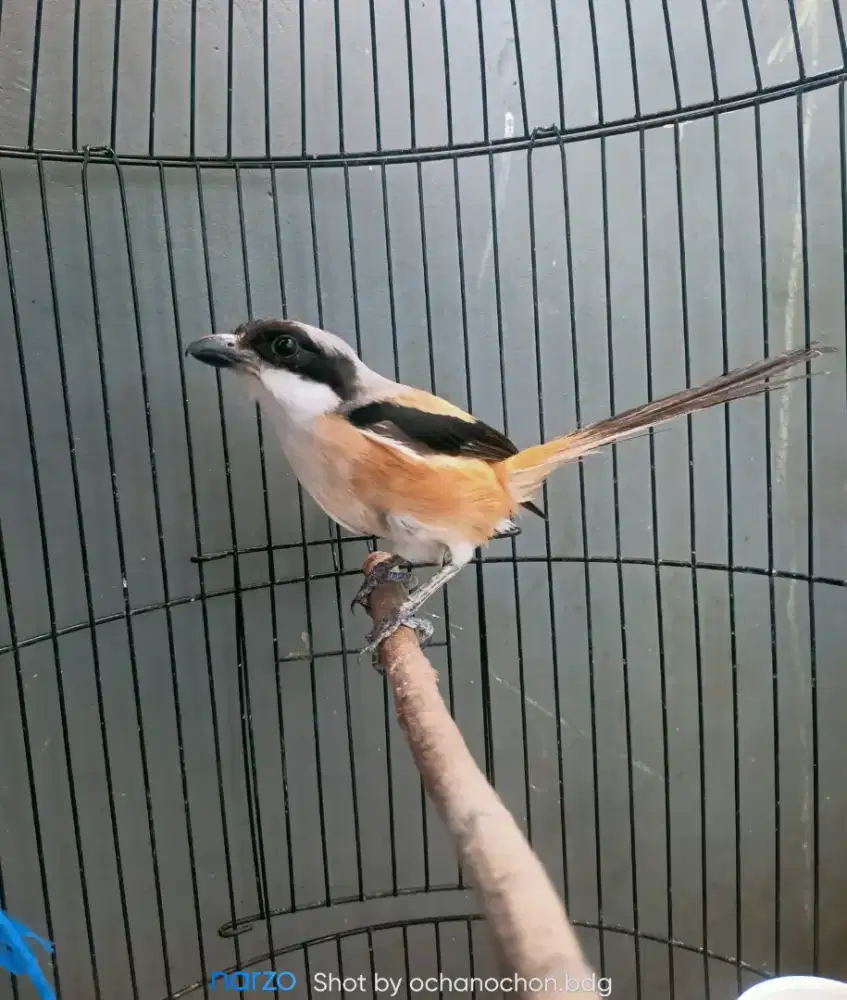 Burung cendet trotol