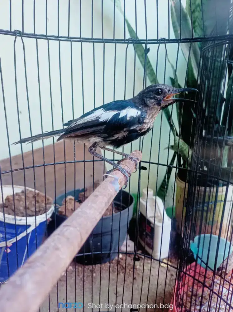 Burung kacer trotolan