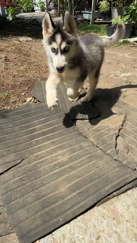 Anjing husky betina