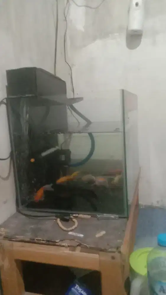 Di jual ikan koi.