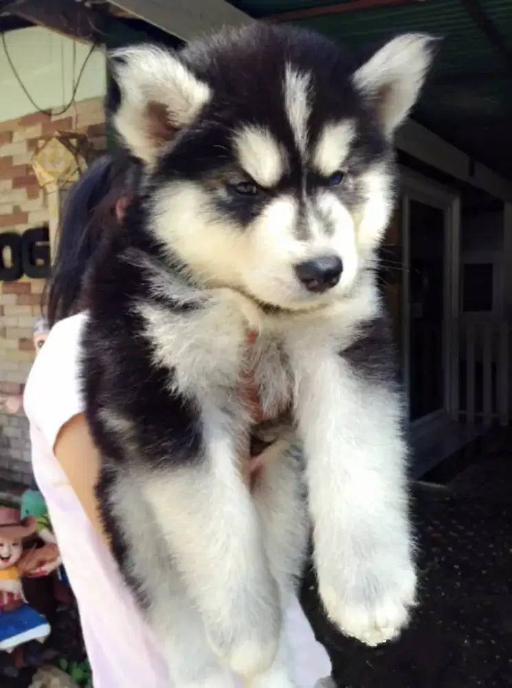 DIJUAL ANJING PUPPY SIBERIAN HUSKY