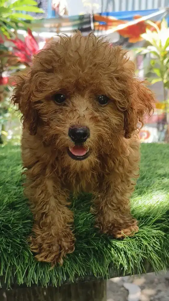 Poodle pure non stambum, jantan betina ada,ready 8 ekor ya