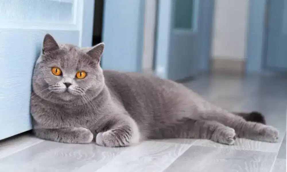 KUCING BRITISH SHORTHAIR JANTAN LINE PED IMPORT