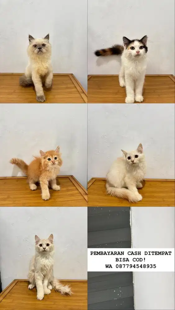 Kucing persia dan himalaya