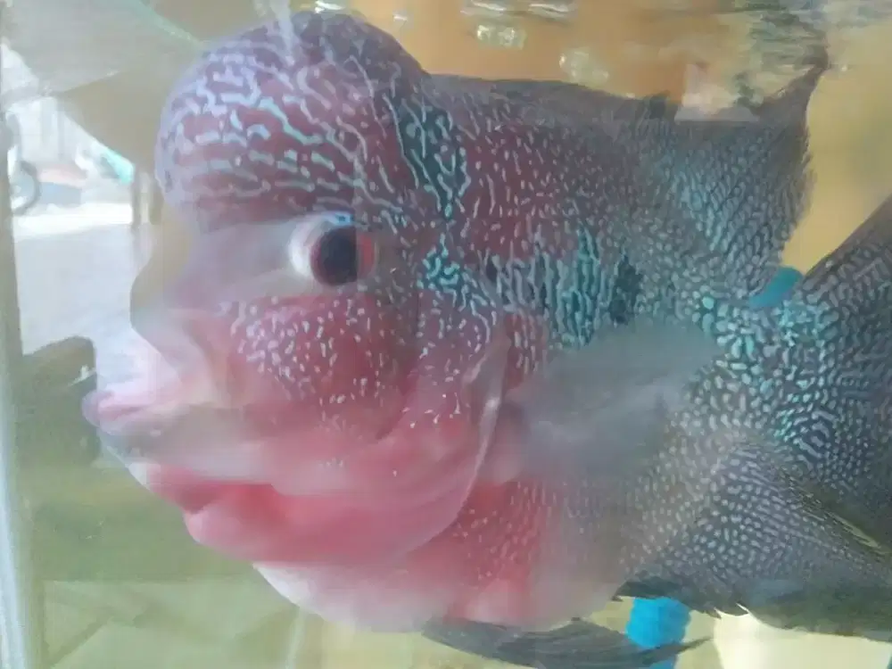 Ikan lohan srd size 5_6jari up jantan