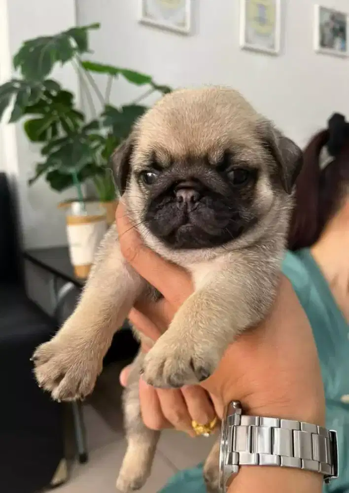 DIJUAL ANJING PUPPY PUG