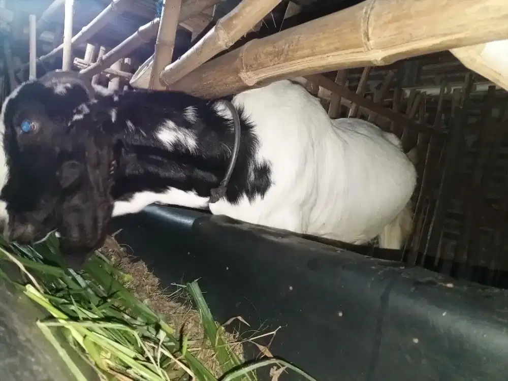 Kambing Jawa randu