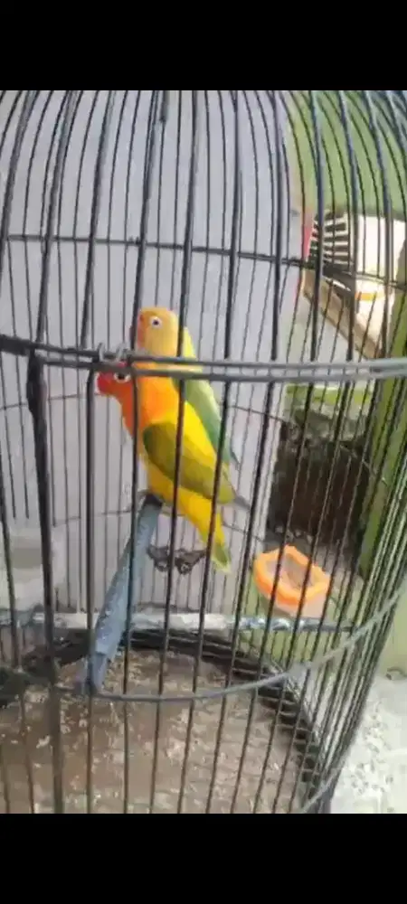 Lovebird Jodohan PB Biola Ewing X Biola Ewing Gold