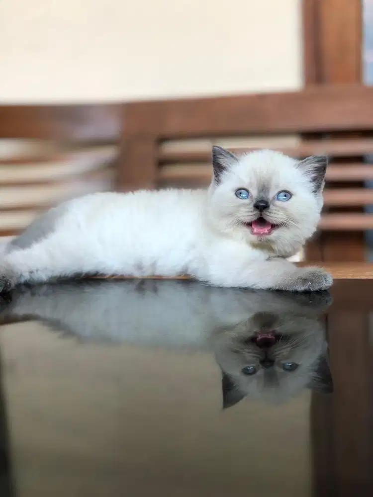Munchkin BSH Ragdoll NS