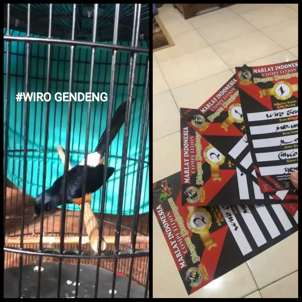 Murai batu PRESTASI SEABREK & ANGET [GAYA SUJUDD] VOLUME & MATERI JOSS