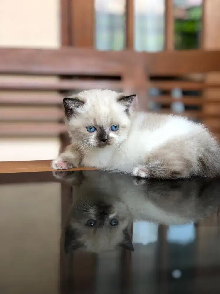 Munchkin BSH ragdoll
