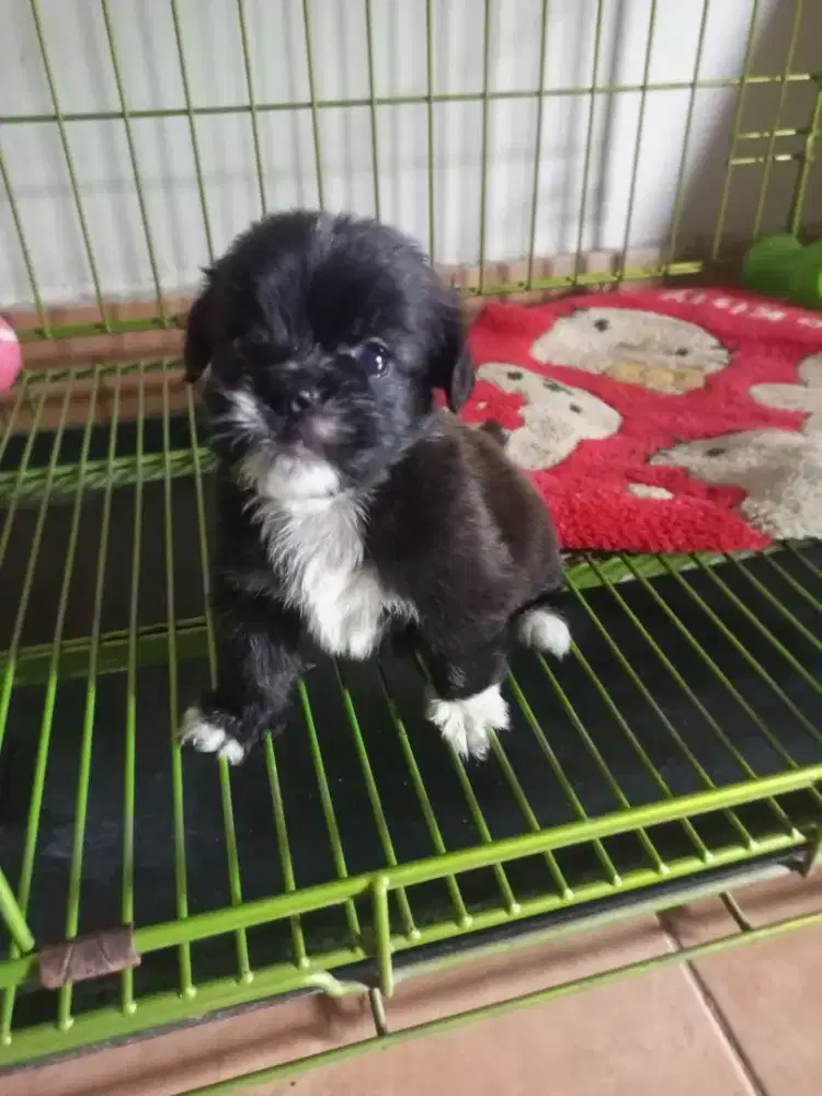 Puppy Shipom betina mungil