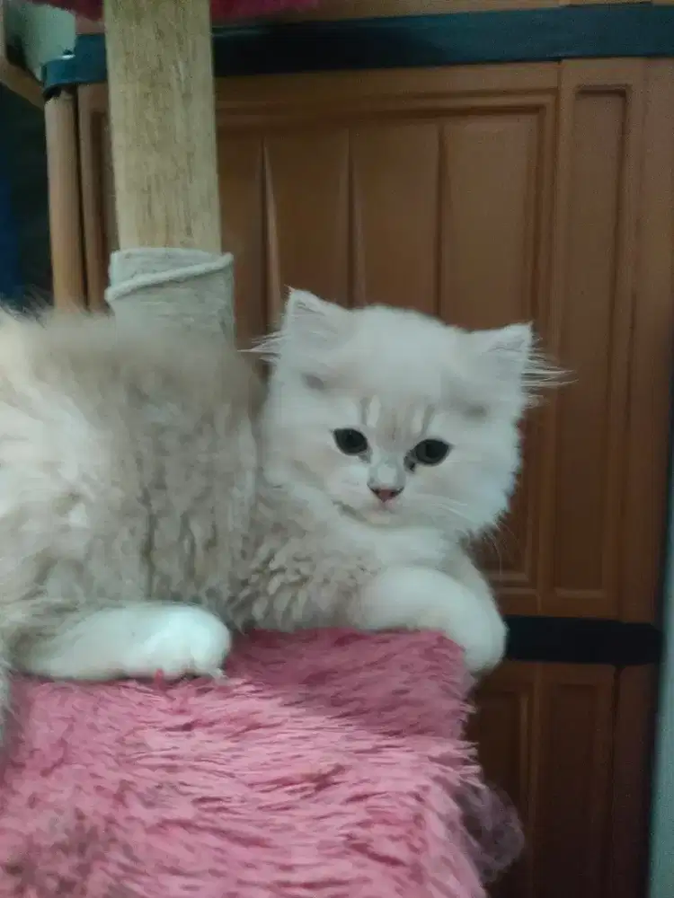 Betina Persia 3bulan