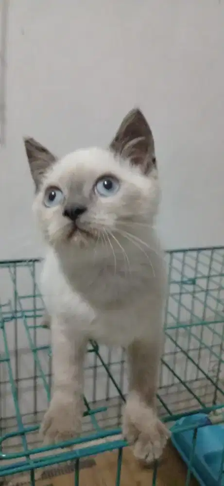 Persia flatnose himalaya