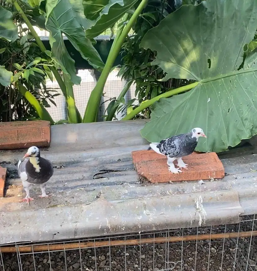 Burung Dara / Merpati Jembros