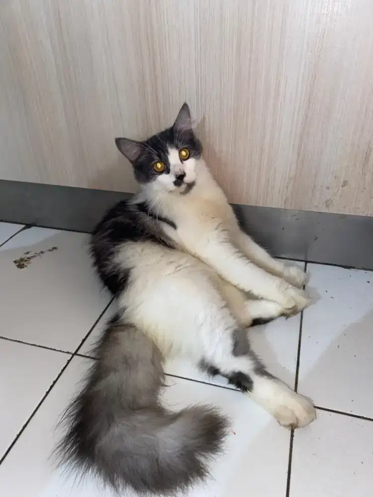 kucing jantan persmed