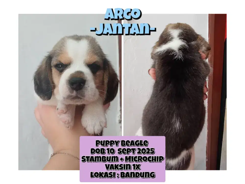 DIJUAL 4 PUPPY BEAGLE