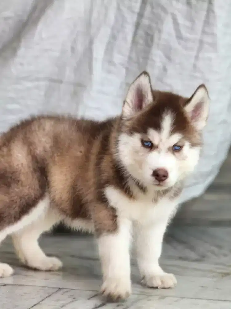 DIJUAL ANJING PUPPY SIBERIAN HUSKY