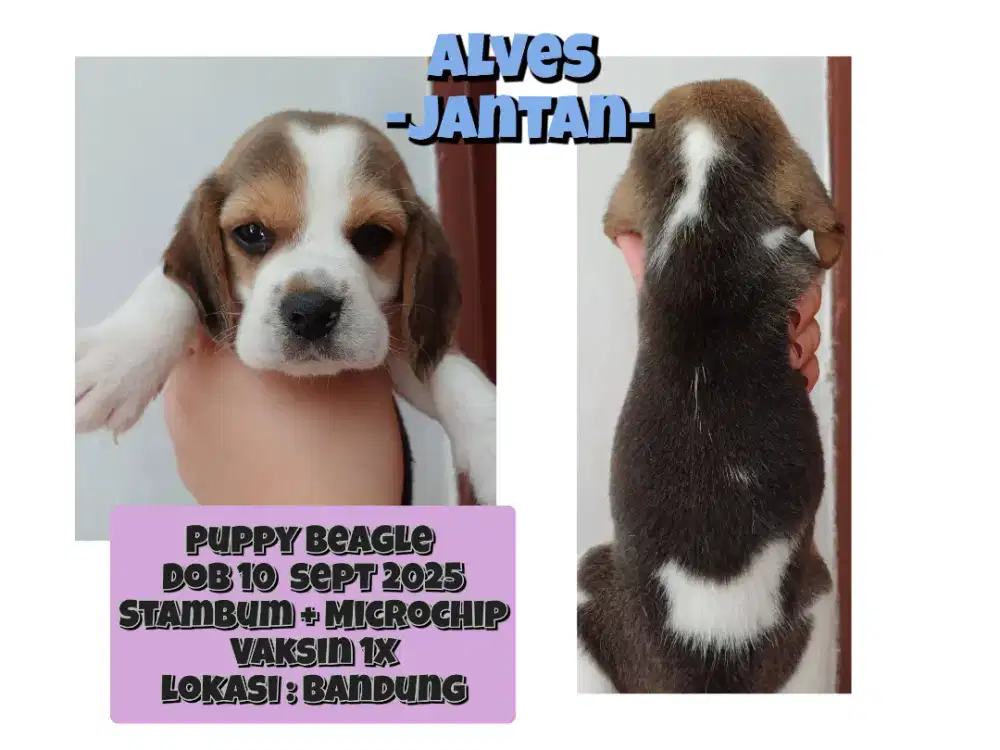 FOR SALE 4 PUPPY BEAGLE