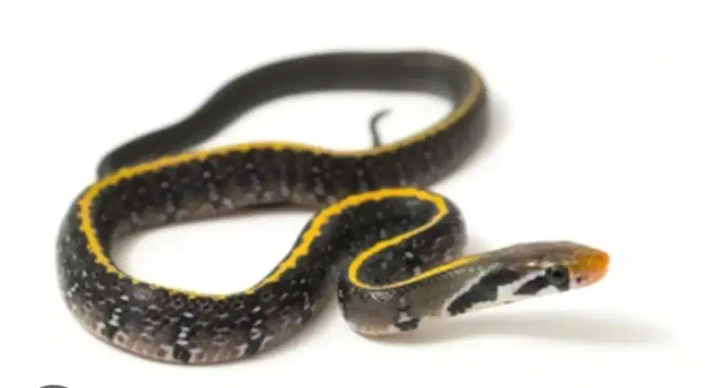 Ular tikus coelognatus flavolineatus