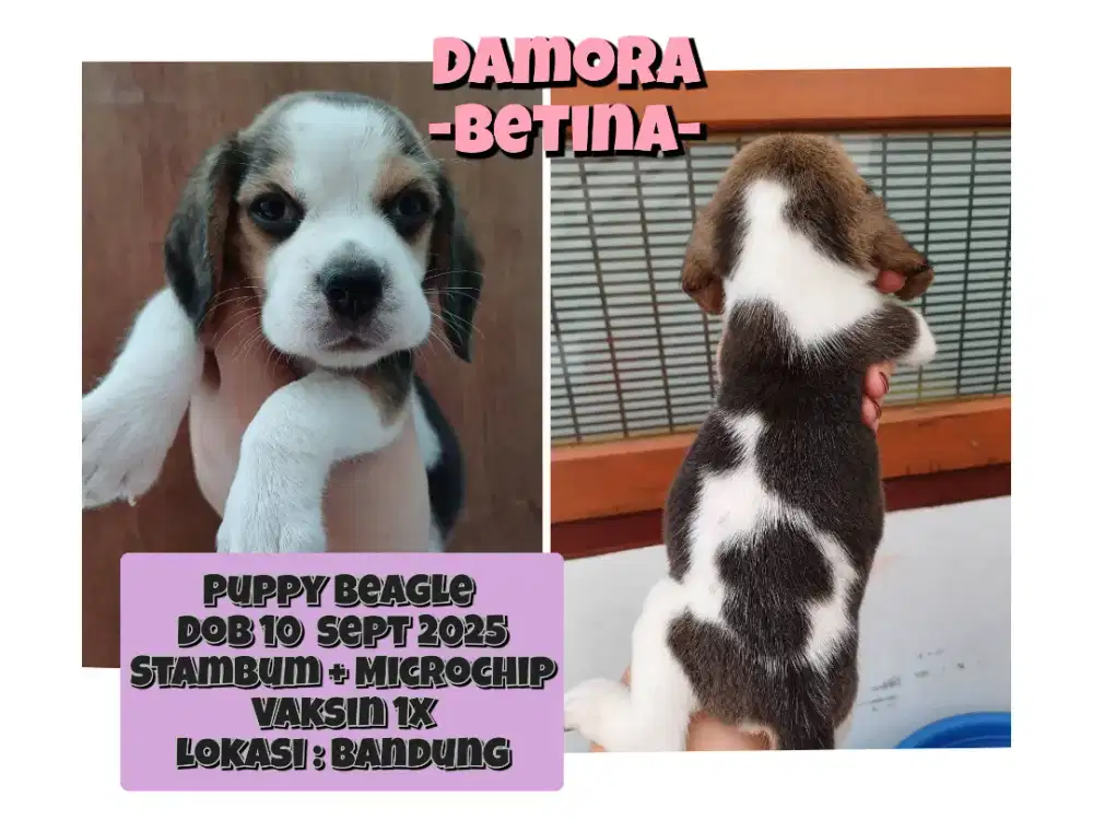 FOR SALE 4 PUPPY BEAGLE