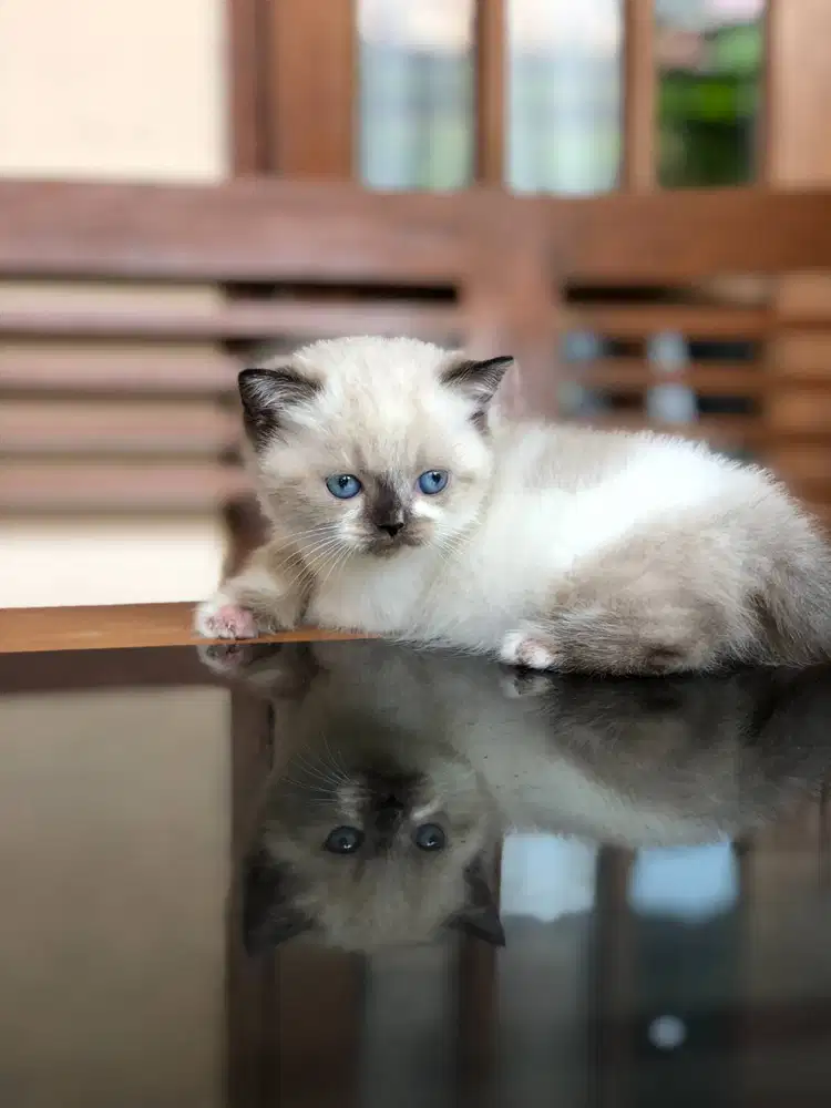 Munchkin BSH Ragdoll Betina