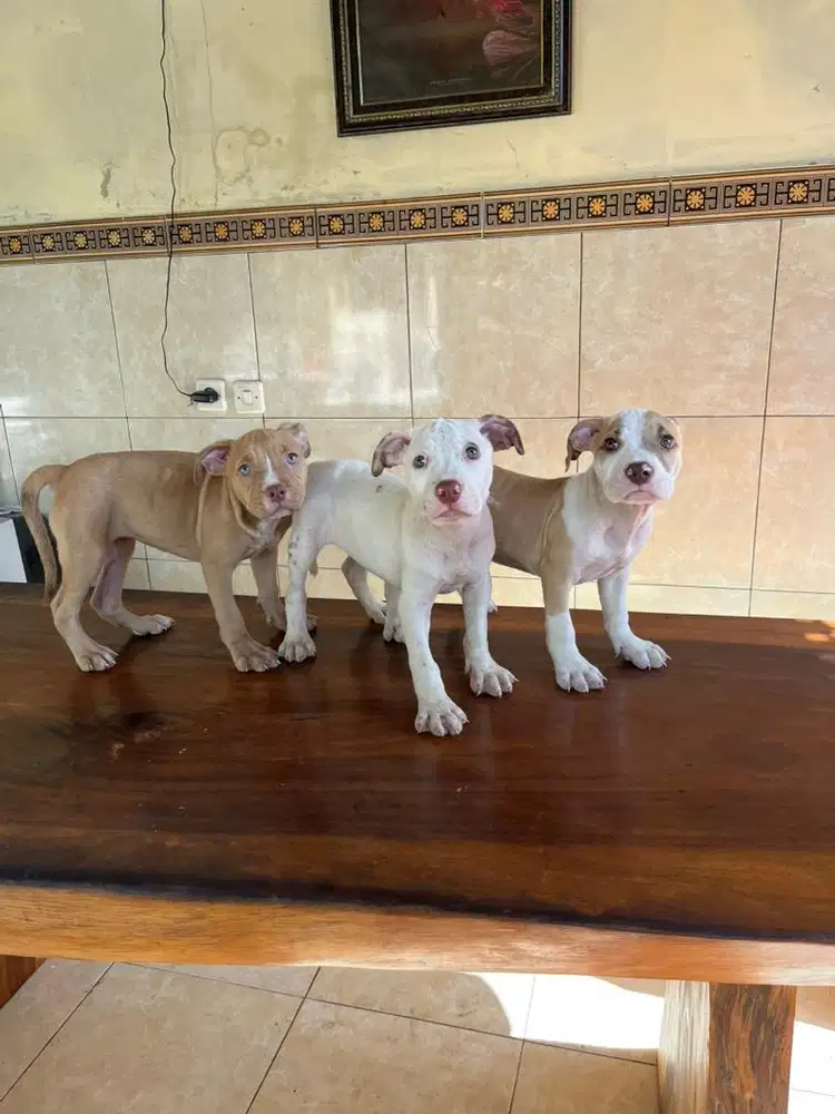 pitbull betina 3 ekor