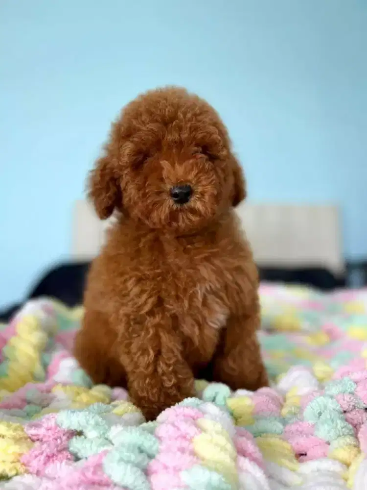 DIJUAL ANJING PUPPY POODLE