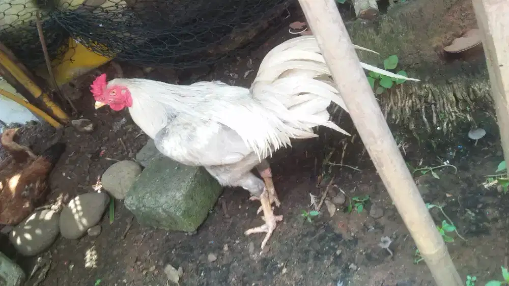 Ayam Bangkok Birma