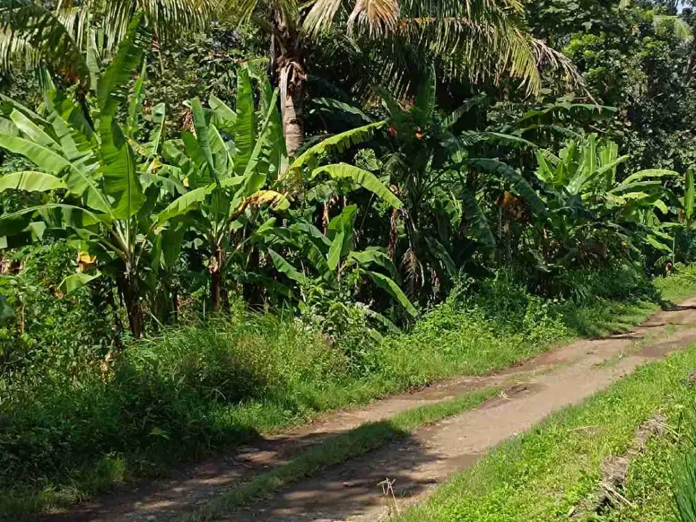 di jual tanah kavling murah kabat banyuwangi