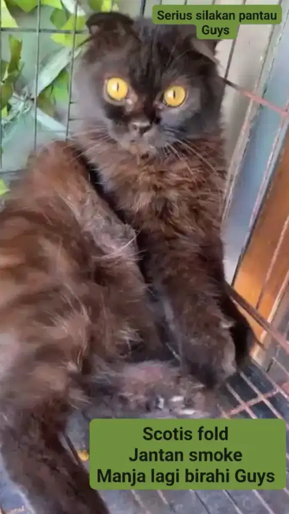 Kucing gemas scotis fold