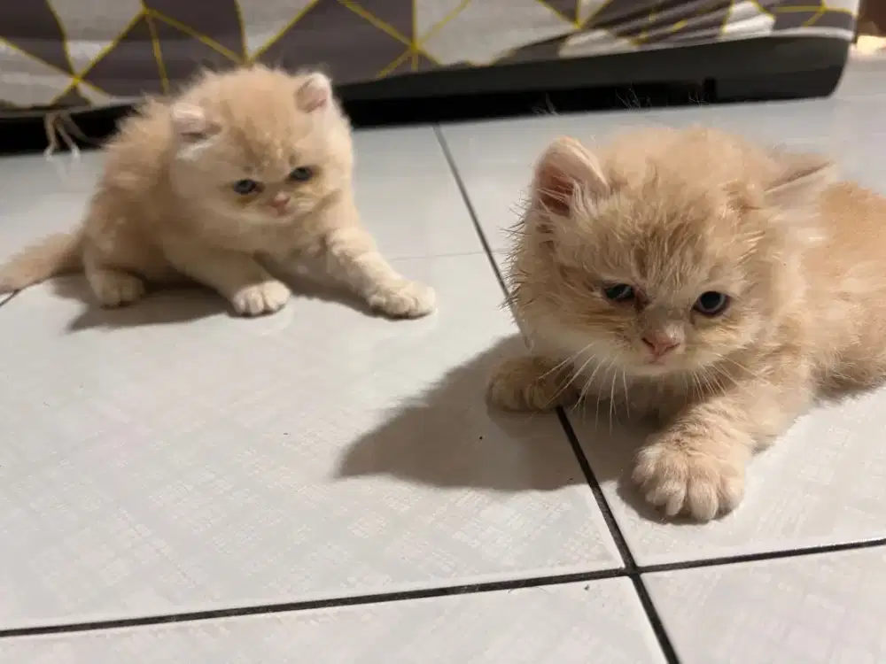 Kucing Persia banyak pilihan