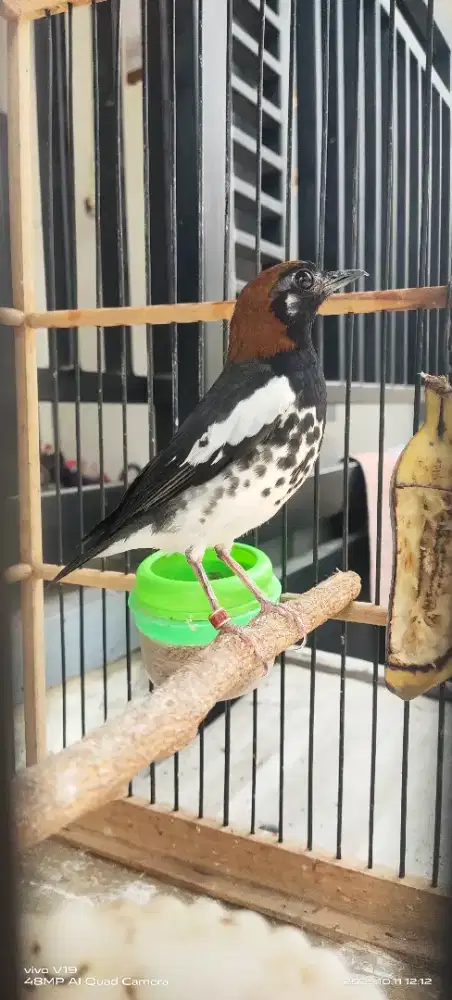Burung anis kembang fulset