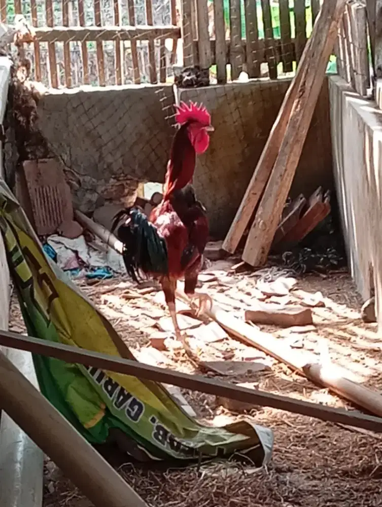 Ayam Pelung Jakangkar
