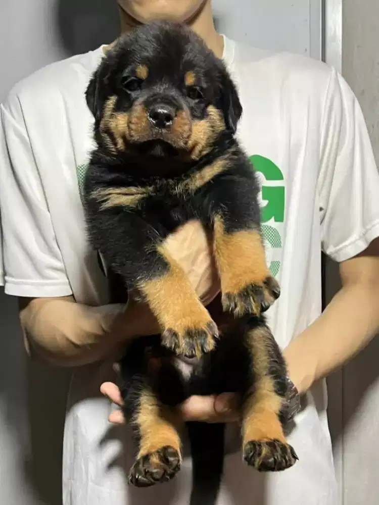 DIJUAL ANJING PUPPY ROTTWEILER