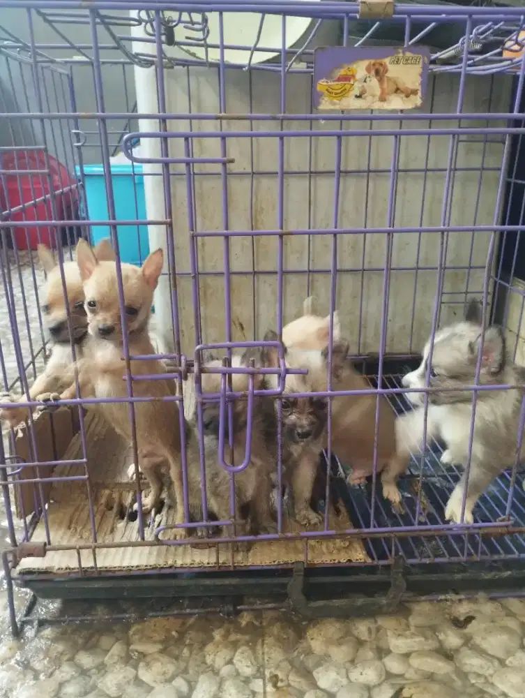 Over Adopt Anabul Pompom