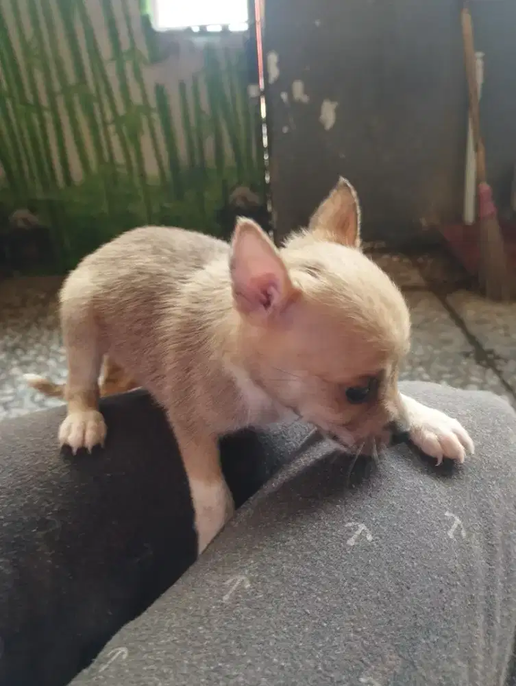 Over Adopt puppy