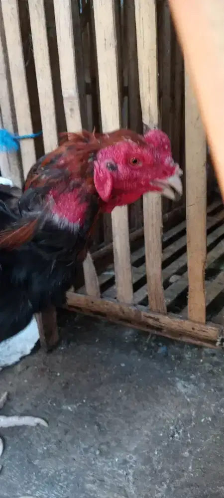 Ayam Birma telor biru