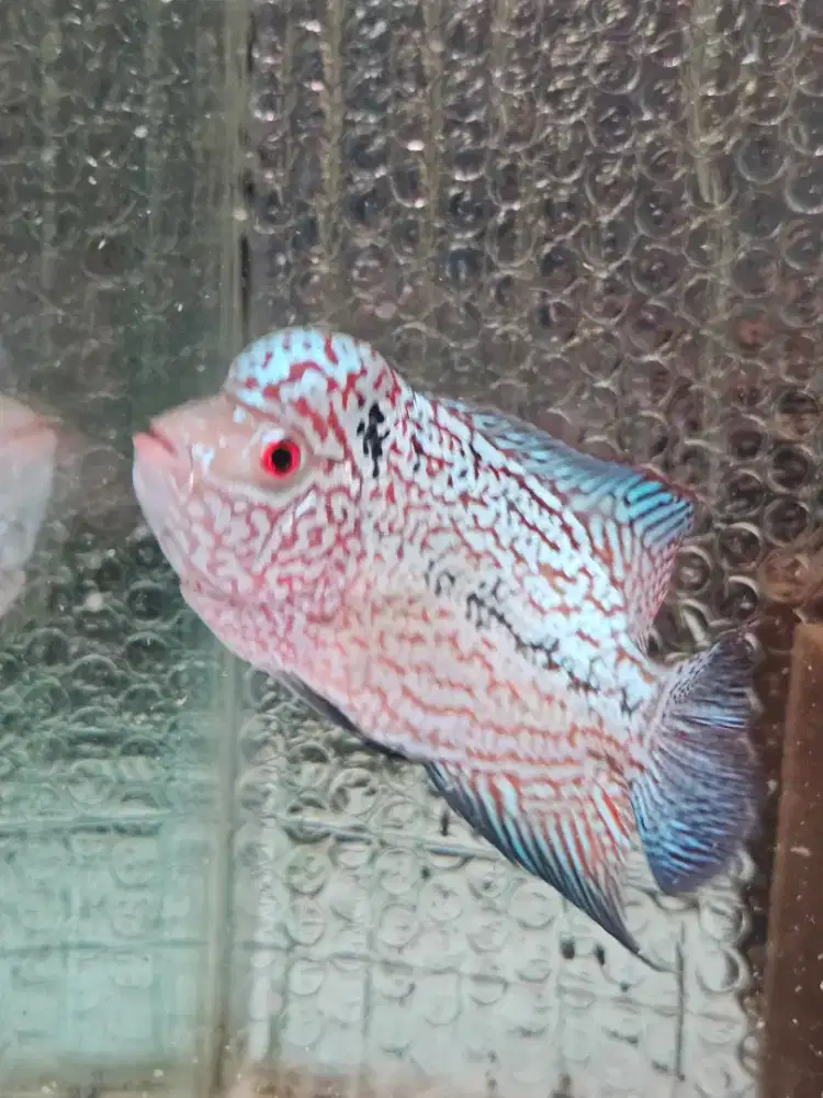 Ikan louhan kamfa , cencu