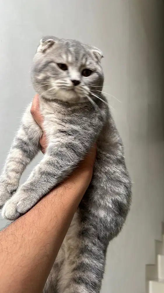 Scottish Fold Pedigree Line
