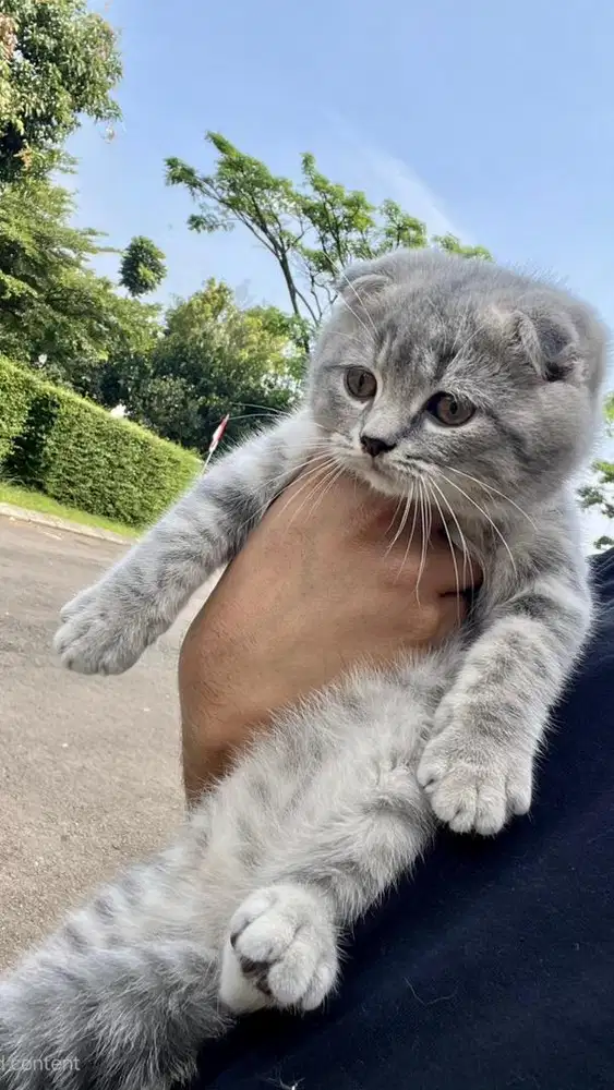 Scottish Fold british shorthair Pedigree Line